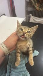 Shelter Stray Female Cat last seen Bexar County, 3353 Morningside Dr, New Braunfels, TX 78132, USA