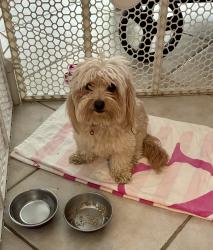 Found/Stray Male Dog last seen Decatur and Rome, North Las Vegas, NV 89030