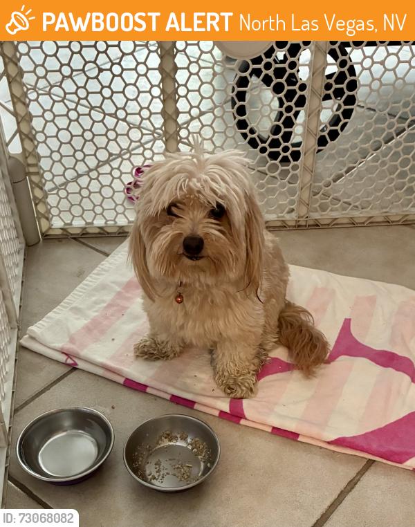 Found/Stray Male Dog last seen Decatur and Rome, North Las Vegas, NV 89030