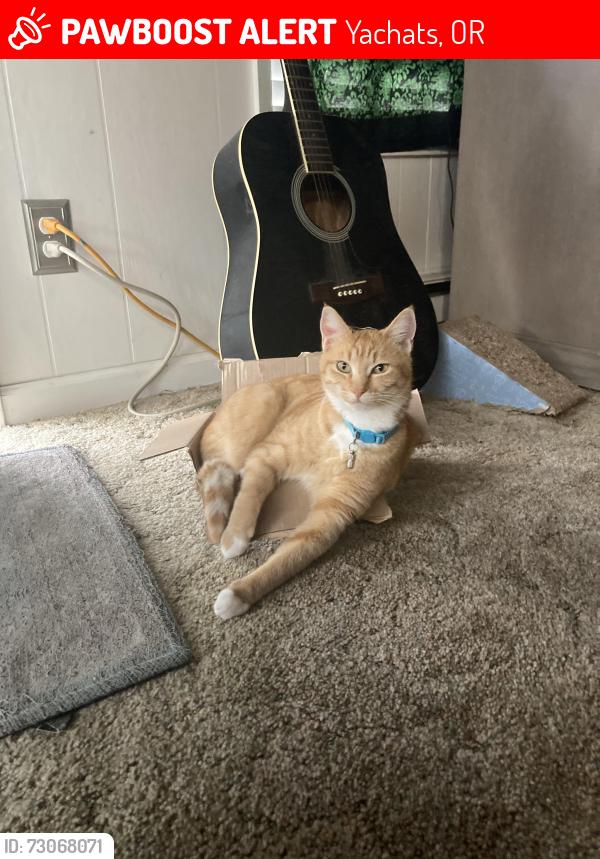 Lost Female Cat last seen North Yachats, Yachats, OR 97498