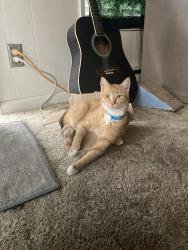 Lost Female Cat last seen North Yachats, Yachats, OR 97498
