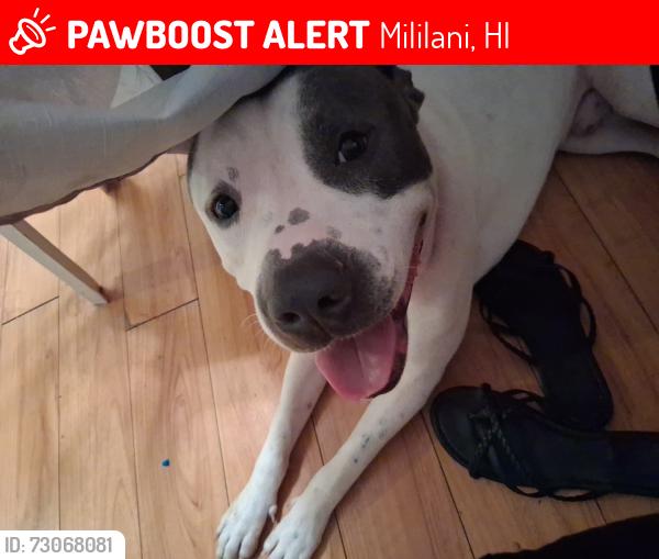 Lost Male Dog last seen Kuahelani Ave, Mililani, HI 96789