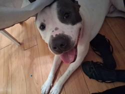 Lost Male Dog last seen Kuahelani Ave, Mililani, HI 96789