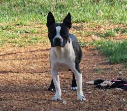 Lost Female Dog last seen Evolve New Hope Farm apmts in Wellford, SC, Wellford, SC 29385