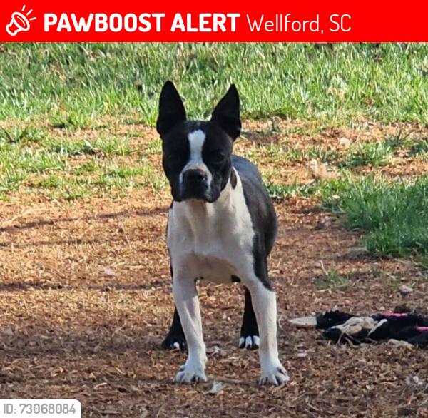 Lost Female Dog last seen Evolve New Hope Farm apmts in Wellford, SC, Wellford, SC 29385