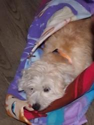 Found/Stray Male Dog last seen Smoky the bear park, Gainesville, FL 32609