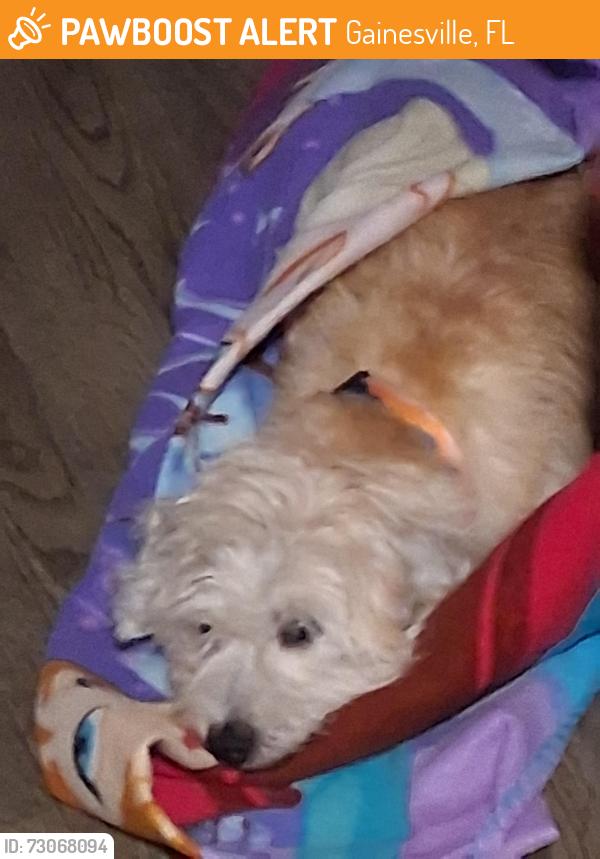 Found/Stray Male Dog last seen Smoky the bear park, Gainesville, FL 32609