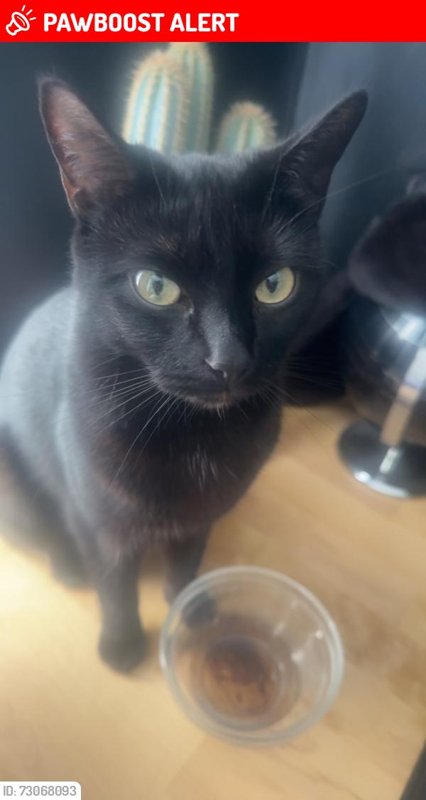 Lost Female Cat last seen Map school, Plymouth, England PL5 2EA