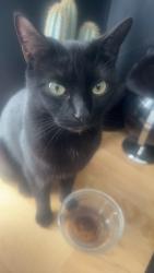 Lost Female Cat last seen Map school, Plymouth, England PL5 2EA