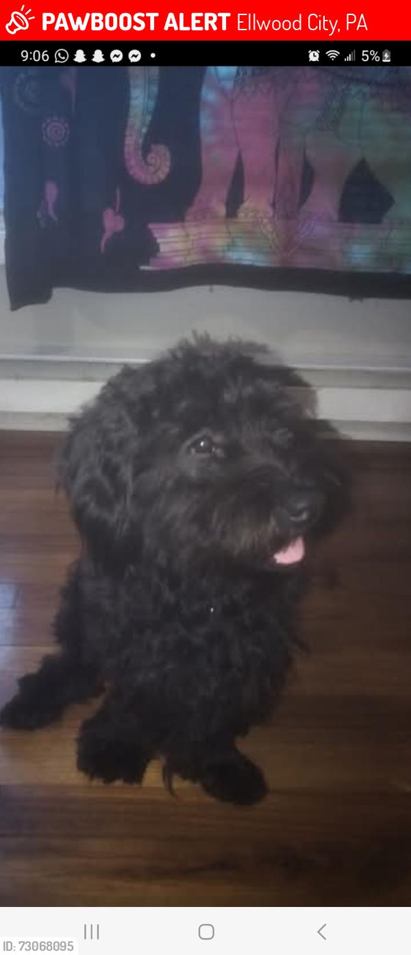 Lost Male Dog last seen Dollar general ellwood city, Ellwood City, PA 16117