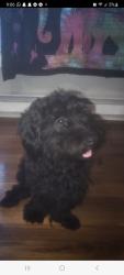 Lost Male Dog last seen Dollar general ellwood city, Ellwood City, PA 16117