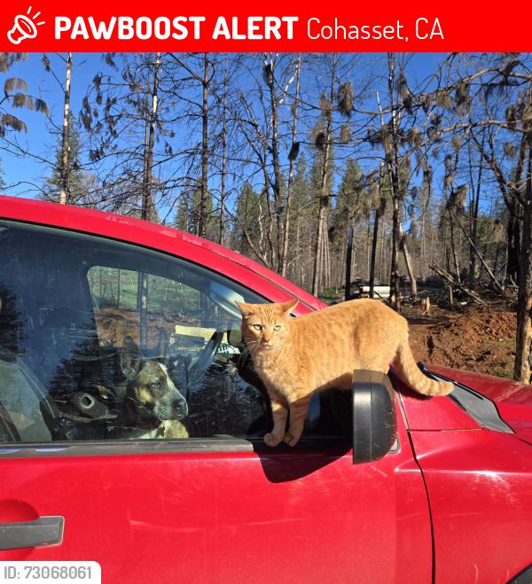 Lost Male Cat last seen Maple ln, Cohasset, CA 95973