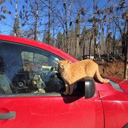 Lost Male Cat last seen Maple ln, Cohasset, CA 95973
