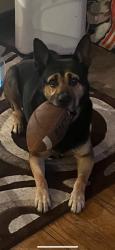 Lost Male Dog last seen Near woodingham, Detroit, MI 48221