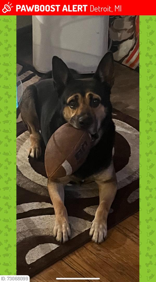Lost Male Dog last seen Near woodingham, Detroit, MI 48221