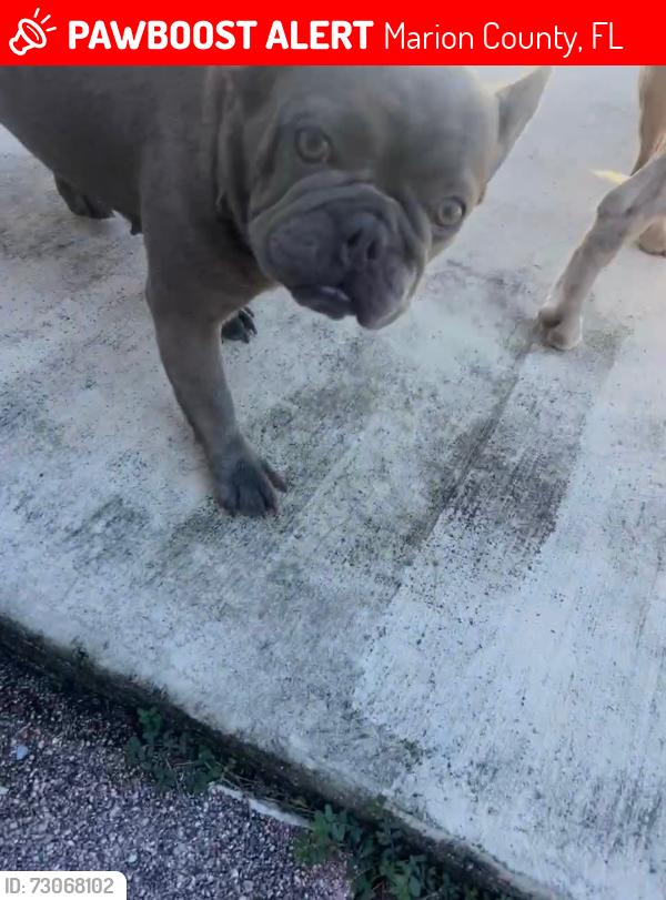 Lost Female Dog last seen Marion oaks blvd, Marion County, FL 34476
