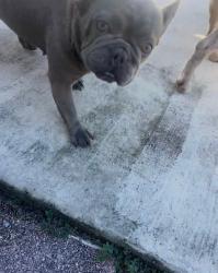Lost Female Dog last seen Marion oaks blvd, Marion County, FL 34476