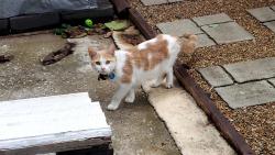 Found/Stray Female Cat last seen Selma ave Louisville ky, Louisville, KY 40218