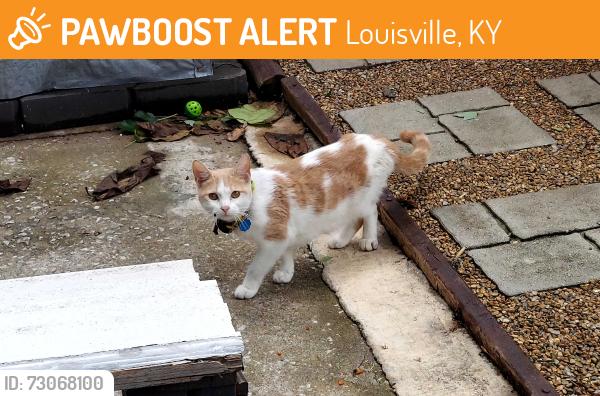 Found/Stray Female Cat last seen Selma ave Louisville ky, Louisville, KY 40218