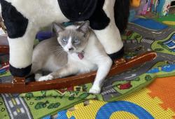 Reunited Female Cat last seen Westhampton Ct., Round Rock, TX 78664