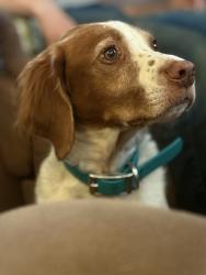 Lost Female Dog last seen Unknown, Bonsall, CA 92003