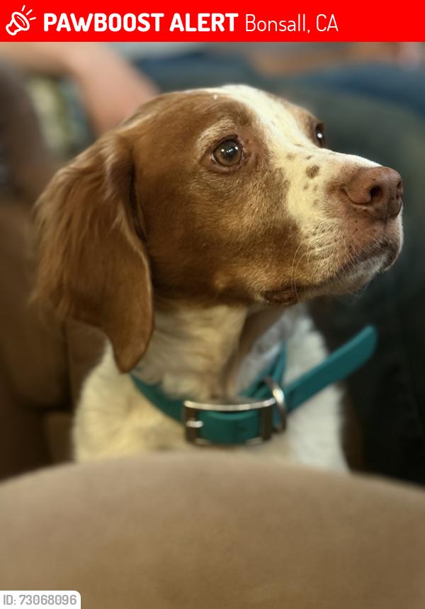 Lost Female Dog last seen Unknown, Bonsall, CA 92003
