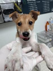 Shelter Stray Female Dog last seen Near BLOCK PICTORIA DR, BAKERSFIELD CA 93306, 3951 Fruitvale Ave, Bakersfield, CA 93308, USA
