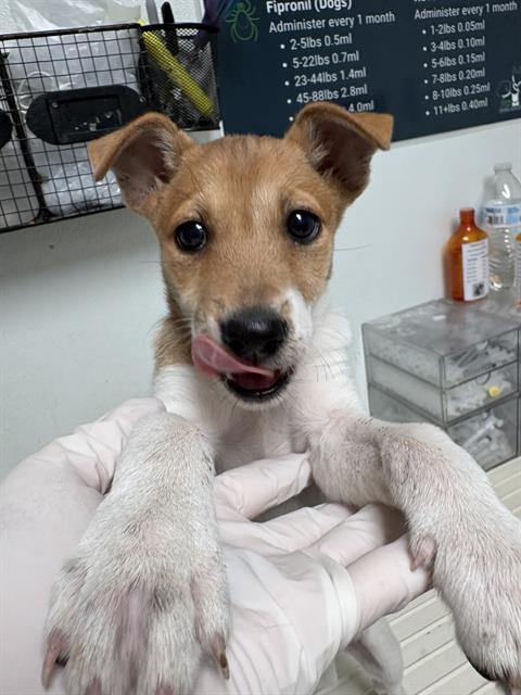 Shelter Stray Female Dog last seen Near BLOCK PICTORIA DR, BAKERSFIELD CA 93306, 3951 Fruitvale Ave, Bakersfield, CA 93308, USA