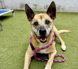 Shelter Stray Female Dog last seen , 11361 W Pico Blvd, Los Angeles, CA 90064, USA