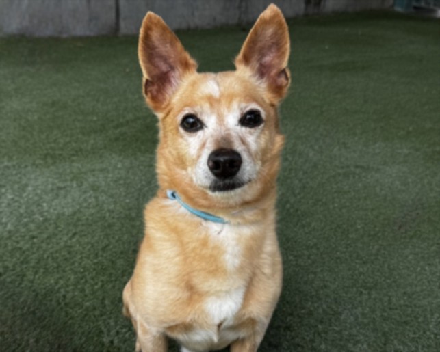 Shelter Stray Male Dog last seen , 11361 W Pico Blvd, Los Angeles, CA 90064, USA