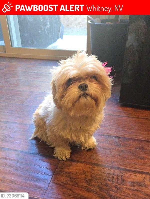 Lost Female Dog last seen Prairie dusk dr & mercury springs, Whitney, NV 89122