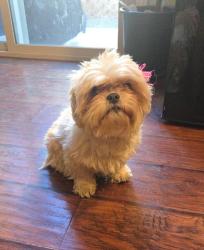 Lost Female Dog last seen Prairie dusk dr & mercury springs, Whitney, NV 89122