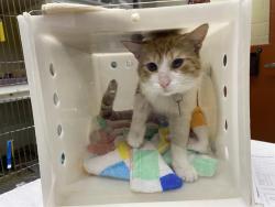Shelter Stray Male Cat last seen , 3839 W Burnham St, West Milwaukee, WI 53215, USA