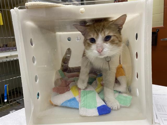 Shelter Stray Male Cat last seen , 3839 W Burnham St, West Milwaukee, WI 53215, USA