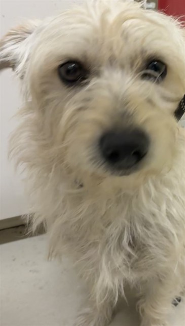 Shelter Stray Male Dog last seen CEDAR @ RR TRACKS, 1950 Stevenson Blvd, Fremont, CA 94538, USA