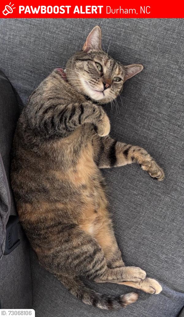 Lost Female Cat last seen Across the street from construction site on Concord Street; just a few homes down from her hse at 317 Moline Street, Durham, NC 27707