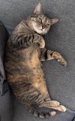 Lost Female Cat last seen Across the street from construction site on Concord Street; just a few homes down from her hse at 317 Moline Street, Durham, NC 27707