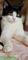 Lost Female Cat last seen Bashkir Close, Wiltshire, England SN5