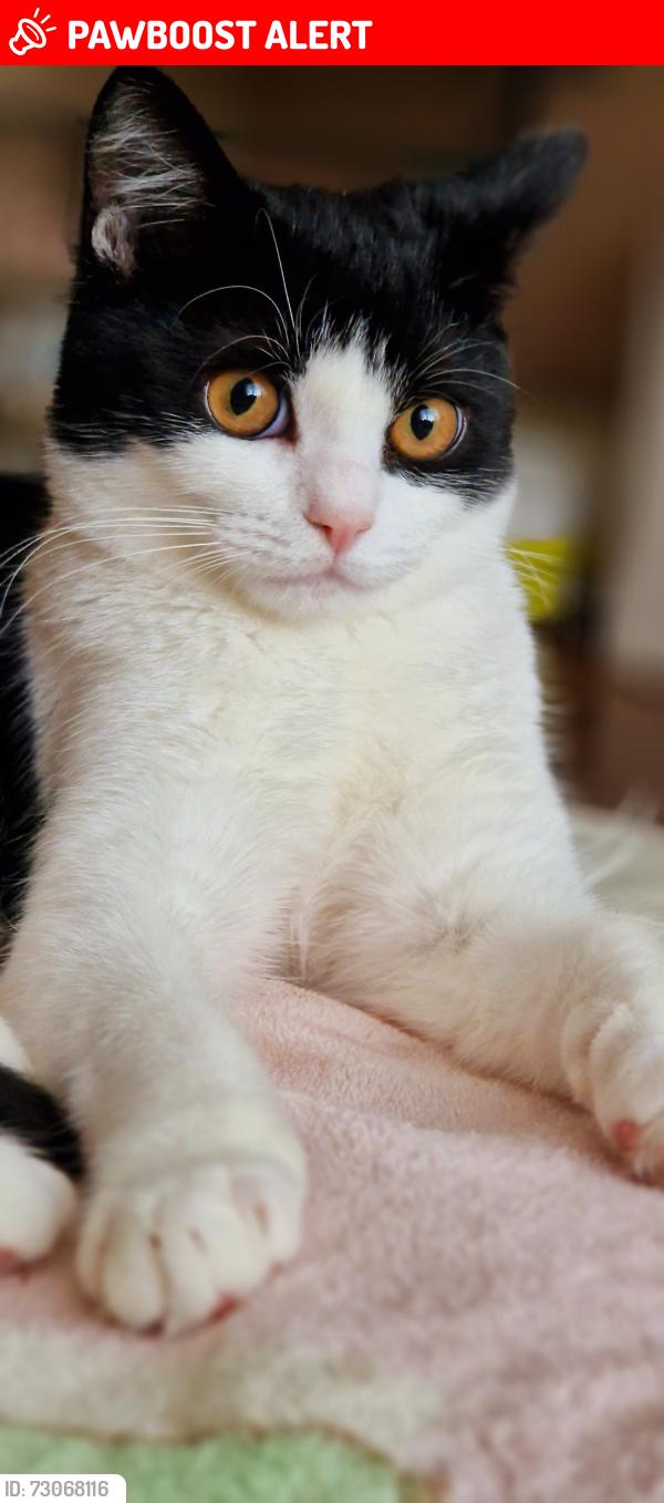 Lost Female Cat last seen Bashkir Close, Wiltshire, England SN5