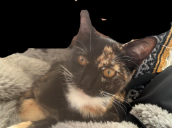 Lost Female Cat last seen Athol Ave, Oakland, CA 94606