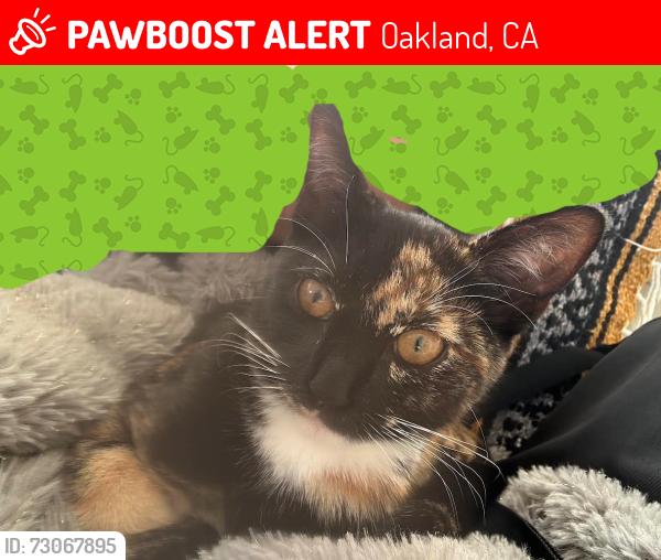 Lost Female Cat last seen Athol Ave, Oakland, CA 94606