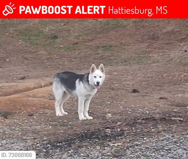Lost Male Dog last seen Near US 49 Hattiesburg, Ms 39402, Hattiesburg, MS 39402