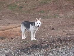 Lost Male Dog last seen Near US 49 Hattiesburg, Ms 39402, Hattiesburg, MS 39402