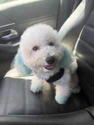 Reunited Female Dog last seen Near NE 22nd st Miami FL 33137, Miami, FL 33137
