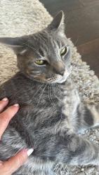 Lost Male Cat last seen Point grey , Vancouver, BC 