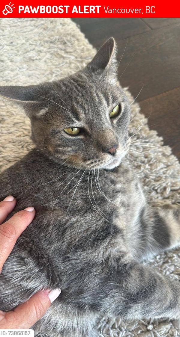 Lost Male Cat last seen Point grey , Vancouver, BC 