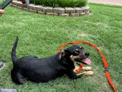 Found/Stray Female Dog last seen Highland Ave, Memphis, TN 38103