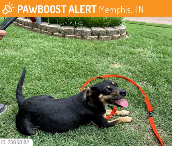 Found/Stray Female Dog last seen Highland Ave, Memphis, TN 38103