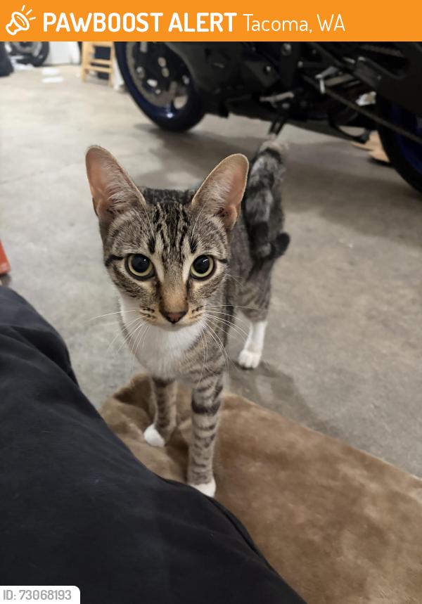 Found/Stray Female Cat last seen Pacific ave and 84th st, Tacoma, WA 98444