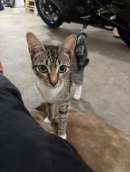 Found/Stray Female Cat last seen Pacific ave and 84th st, Tacoma, WA 98444